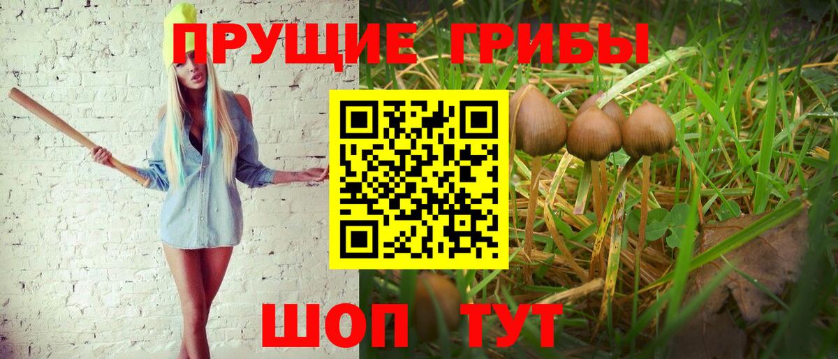 Галлюциногенные грибы Psilocybe Кувандык